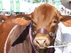 2021澳大利亞牛肉產業及肉類加工展覽會舉辦時間Beef Australia