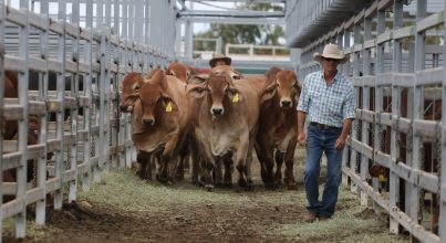 2021澳大利亞牛肉產(chǎn)業(yè)及肉類加工展覽會舉辦時間Beef Australia(www.hnhuay.cn)