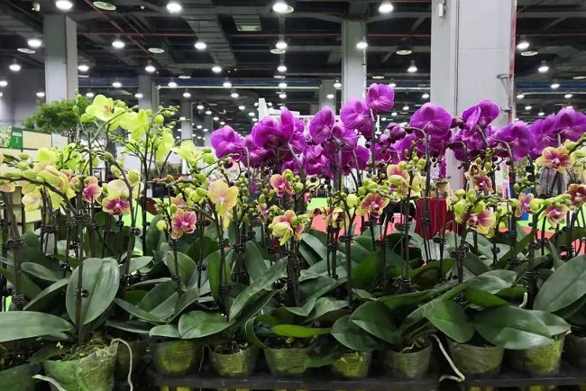 2021廣州花卉展覽會(huì)暨花卉種植設(shè)備花店用品展將于5月舉辦(www.hnhuay.cn)